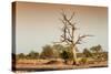 Awesome South Africa Collection - Savanna at Sunrise V-Philippe Hugonnard-Stretched Canvas