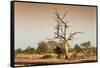Awesome South Africa Collection - Savanna at Sunrise V-Philippe Hugonnard-Framed Stretched Canvas