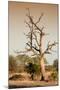 Awesome South Africa Collection - Savanna at Sunrise VI-Philippe Hugonnard-Mounted Photographic Print