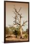 Awesome South Africa Collection - Savanna at Sunrise VI-Philippe Hugonnard-Framed Photographic Print