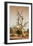 Awesome South Africa Collection - Savanna at Sunrise VI-Philippe Hugonnard-Framed Photographic Print