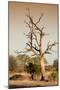 Awesome South Africa Collection - Savanna at Sunrise VI-Philippe Hugonnard-Mounted Photographic Print