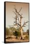 Awesome South Africa Collection - Savanna at Sunrise VI-Philippe Hugonnard-Framed Stretched Canvas