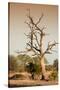 Awesome South Africa Collection - Savanna at Sunrise VI-Philippe Hugonnard-Stretched Canvas