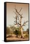 Awesome South Africa Collection - Savanna at Sunrise VI-Philippe Hugonnard-Framed Stretched Canvas