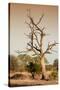 Awesome South Africa Collection - Savanna at Sunrise VI-Philippe Hugonnard-Stretched Canvas