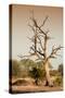 Awesome South Africa Collection - Savanna at Sunrise VI-Philippe Hugonnard-Stretched Canvas