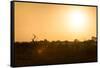 Awesome South Africa Collection - Savanna at Sunrise-Philippe Hugonnard-Framed Stretched Canvas