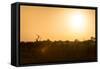 Awesome South Africa Collection - Savanna at Sunrise-Philippe Hugonnard-Framed Stretched Canvas