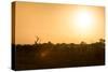 Awesome South Africa Collection - Savanna at Sunrise-Philippe Hugonnard-Stretched Canvas