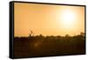 Awesome South Africa Collection - Savanna at Sunrise-Philippe Hugonnard-Framed Stretched Canvas