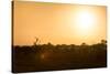 Awesome South Africa Collection - Savanna at Sunrise-Philippe Hugonnard-Stretched Canvas