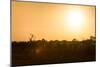 Awesome South Africa Collection - Savanna at Sunrise-Philippe Hugonnard-Mounted Photographic Print