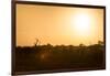 Awesome South Africa Collection - Savanna at Sunrise-Philippe Hugonnard-Framed Photographic Print