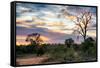 Awesome South Africa Collection - Savanna Landscape at Sunrise-Philippe Hugonnard-Framed Stretched Canvas