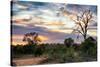 Awesome South Africa Collection - Savanna Landscape at Sunrise-Philippe Hugonnard-Stretched Canvas