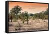 Awesome South Africa Collection - Savanna Landscape at Sunrise-Philippe Hugonnard-Framed Stretched Canvas