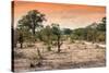 Awesome South Africa Collection - Savanna Landscape at Sunrise-Philippe Hugonnard-Stretched Canvas