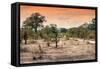 Awesome South Africa Collection - Savanna Landscape at Sunrise-Philippe Hugonnard-Framed Stretched Canvas