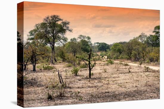 Awesome South Africa Collection - Savanna Landscape at Sunrise-Philippe Hugonnard-Stretched Canvas