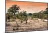 Awesome South Africa Collection - Savanna Landscape at Sunrise-Philippe Hugonnard-Mounted Photographic Print