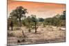 Awesome South Africa Collection - Savanna Landscape at Sunrise-Philippe Hugonnard-Mounted Photographic Print
