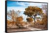 Awesome South Africa Collection - Savanna Landscape I-Philippe Hugonnard-Framed Stretched Canvas