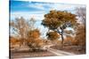 Awesome South Africa Collection - Savanna Landscape I-Philippe Hugonnard-Stretched Canvas