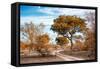 Awesome South Africa Collection - Savanna Landscape I-Philippe Hugonnard-Framed Stretched Canvas