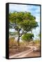 Awesome South Africa Collection - Savanna Landscape II-Philippe Hugonnard-Framed Stretched Canvas
