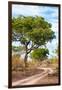Awesome South Africa Collection - Savanna Landscape II-Philippe Hugonnard-Framed Photographic Print