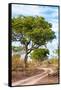 Awesome South Africa Collection - Savanna Landscape II-Philippe Hugonnard-Framed Stretched Canvas