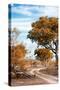 Awesome South Africa Collection - Savanna Landscape III-Philippe Hugonnard-Stretched Canvas