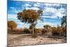 Awesome South Africa Collection - Savanna Landscape V-Philippe Hugonnard-Mounted Photographic Print