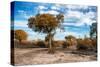 Awesome South Africa Collection - Savanna Landscape V-Philippe Hugonnard-Stretched Canvas