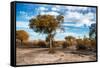 Awesome South Africa Collection - Savanna Landscape V-Philippe Hugonnard-Framed Stretched Canvas