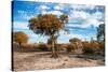 Awesome South Africa Collection - Savanna Landscape V-Philippe Hugonnard-Stretched Canvas