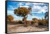 Awesome South Africa Collection - Savanna Landscape V-Philippe Hugonnard-Framed Stretched Canvas