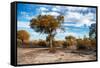 Awesome South Africa Collection - Savanna Landscape V-Philippe Hugonnard-Framed Stretched Canvas