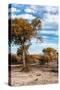 Awesome South Africa Collection - Savanna Landscape VII-Philippe Hugonnard-Stretched Canvas