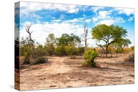 Awesome South Africa Collection - Savanna Landscape VIII-Philippe Hugonnard-Stretched Canvas