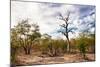 Awesome South Africa Collection - Savanna Landscape XII-Philippe Hugonnard-Mounted Photographic Print