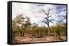 Awesome South Africa Collection - Savanna Landscape XII-Philippe Hugonnard-Framed Stretched Canvas