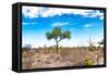 Awesome South Africa Collection - Savanna Landscape XV-Philippe Hugonnard-Framed Stretched Canvas