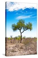 Awesome South Africa Collection - Savanna Landscape XVI-Philippe Hugonnard-Stretched Canvas