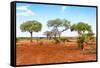 Awesome South Africa Collection - Savanna Landscape XVII-Philippe Hugonnard-Framed Stretched Canvas