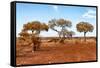 Awesome South Africa Collection - Savanna Landscape XVIII-Philippe Hugonnard-Framed Stretched Canvas