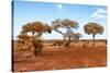 Awesome South Africa Collection - Savanna Landscape XVIII-Philippe Hugonnard-Stretched Canvas