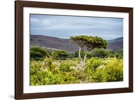 Awesome South Africa Collection - Savanna Landscape XX-Philippe Hugonnard-Framed Photographic Print