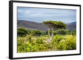 Awesome South Africa Collection - Savanna Landscape XX-Philippe Hugonnard-Framed Photographic Print